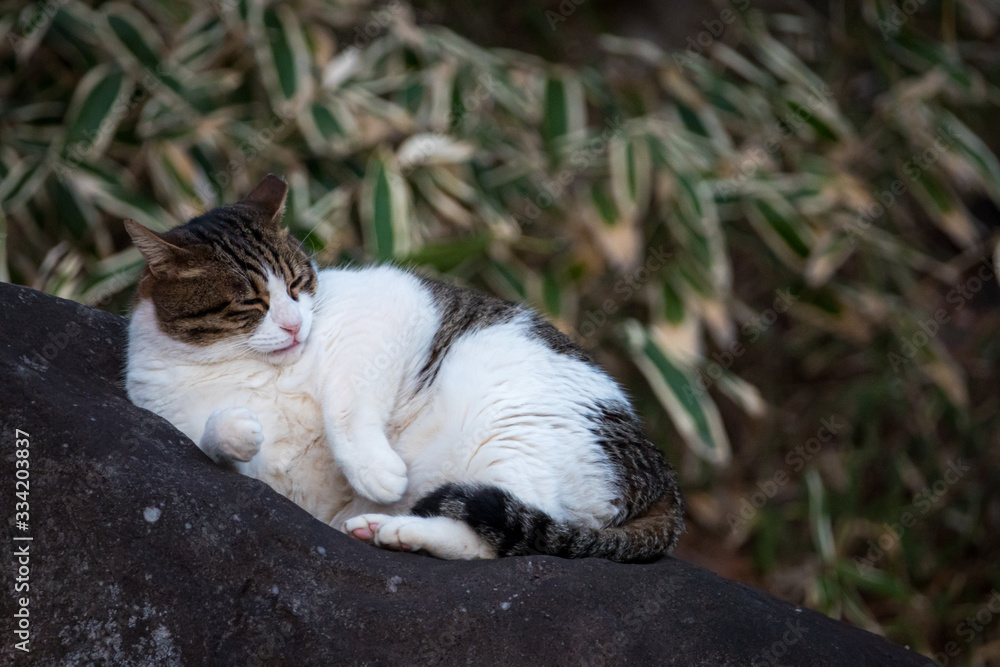 Obraz premium 岩の上の猫