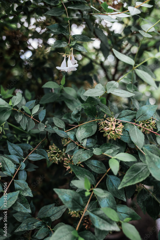 Forest flora, plants and flowers Forest flora, plants and flowers