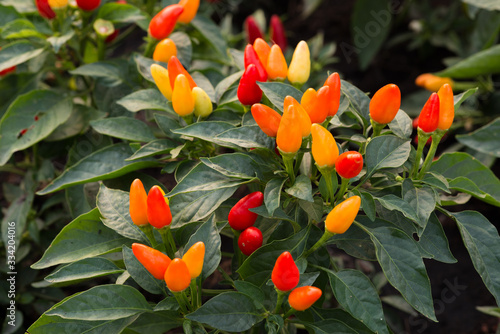 fresh ornamental pepper on tree