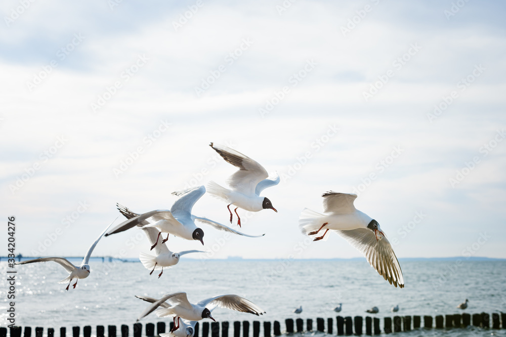 Seagulls fighting for food over the seaside. Seagulls fighting for food over the seaside.