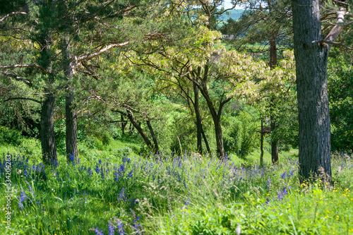 Acacia trees in full blossom at countryside landscape