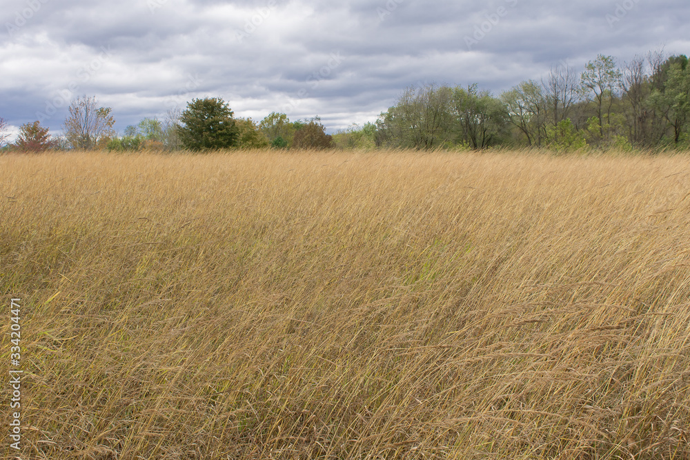 Storm winds blowing tall grasses in the fall