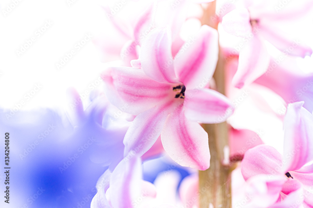 Detail shots of hyacinth is also.called blue jacket during the spring season in Holland
