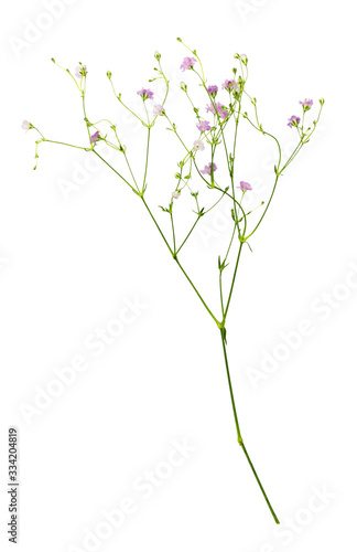 Closeup of small pink gypso...