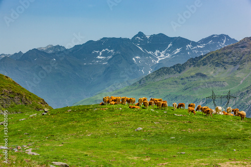 Kuhherde am Col de Tente in den Pyrenäen