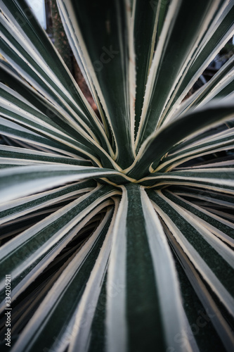 Forest flora, plants and flowers