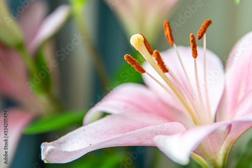 A close up of a flower showing the stamens, anthers and stigma