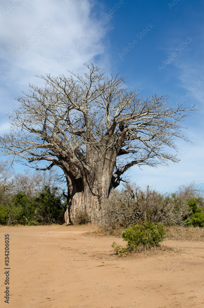 Fototapeta premium Baobab, adansonia digitata, Afrique du Sud