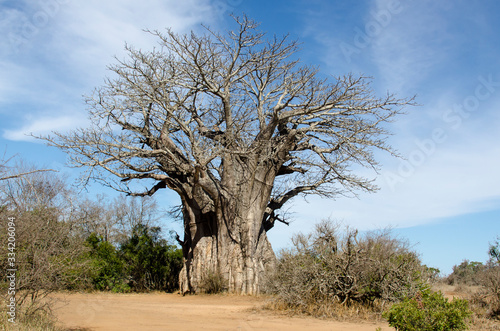Baobab, adansonia digitata, Afrique du Sud