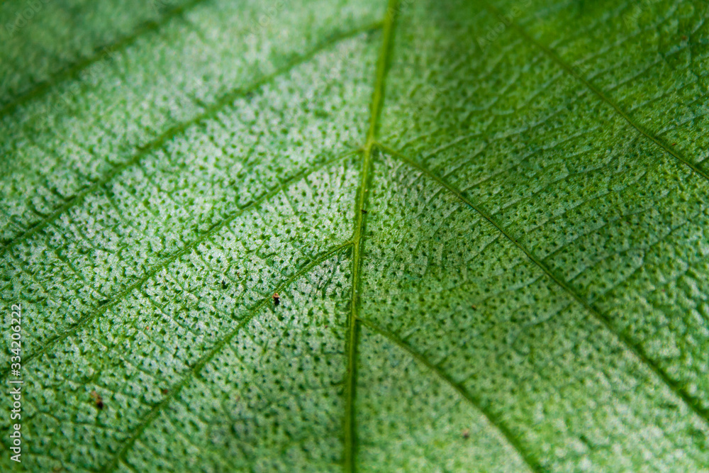 Obraz premium Macro de una hoja verde