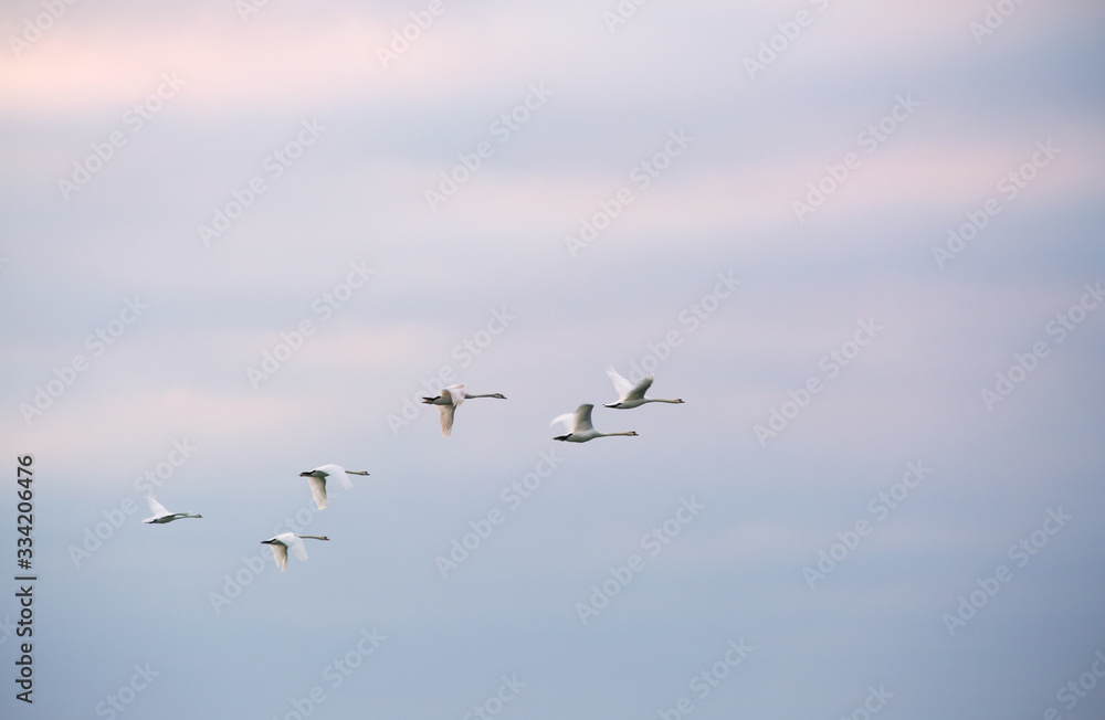 Swans fly through the evening sky