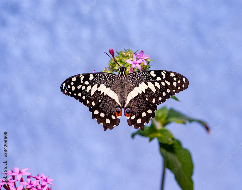 Fototapeta premium Butterfly and Flower