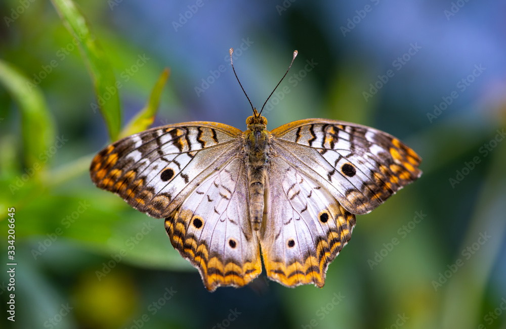 Obraz premium Close-Up Butterfly