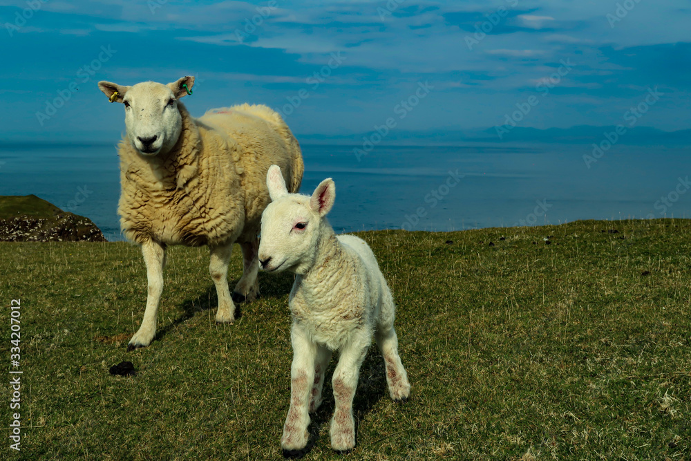 Fototapeta premium A flock of Scottish Blackface sheep, Ewes on a single track road at west coast of the Isle of Skye. Scotland UK. Typical Scottish Island scene. Horizontal, Landscape