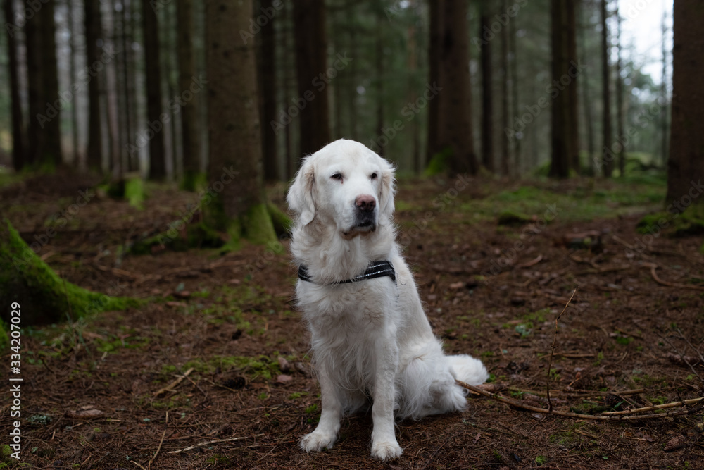 Dog golden retriever portrait in the forest