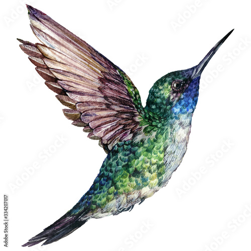 Watercolor Realistic Illustration of Flying Hummingbird