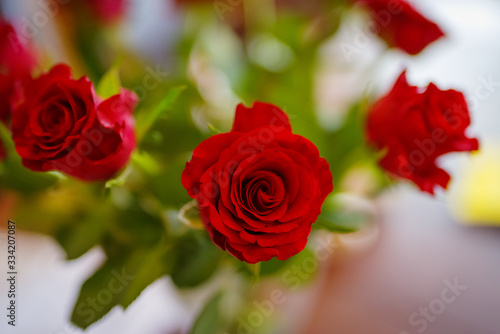 Red roses green background