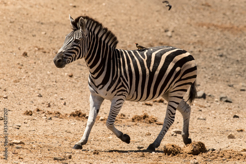 Zèbre de Burchell, Equus quagga, Parc national Kruger, Afrique du Sud