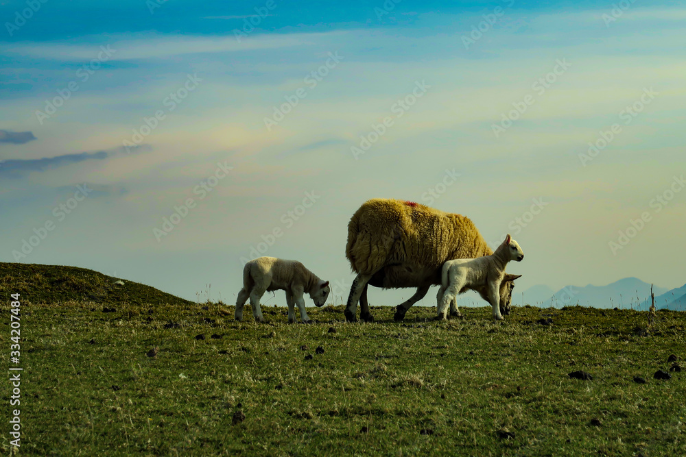 Obraz premium A flock of Scottish Blackface sheep, Ewes on a single track road at west coast of the Isle of Skye. Scotland UK. Typical Scottish Island scene. Horizontal, Landscape