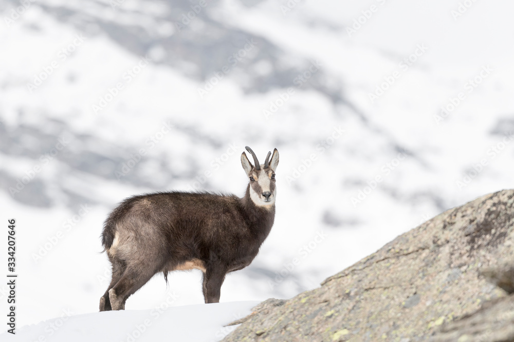 Beautiful portrait of Chamois with broken horn (Rupicapra rupicapra) Beautiful portrait of Chamois with broken horn (Rupicapra rupicapra)