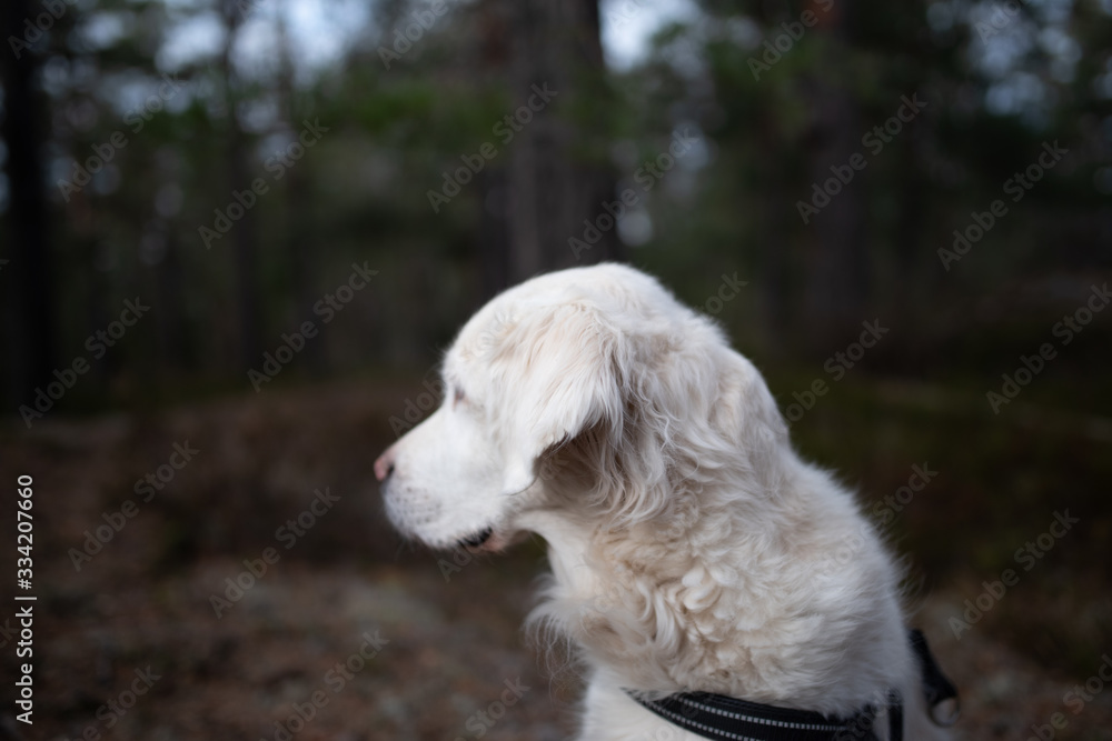 golden retriever dog pet golden retriever dog pet
