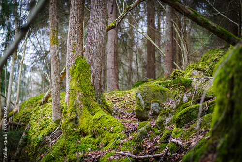 woodland moss forest trees