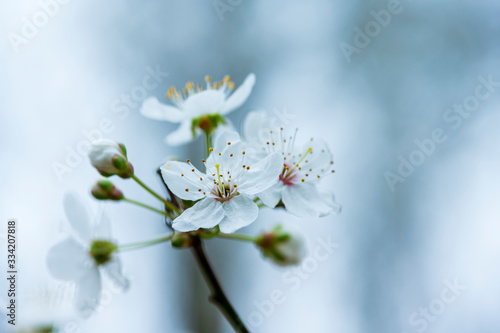 Macro photography flower