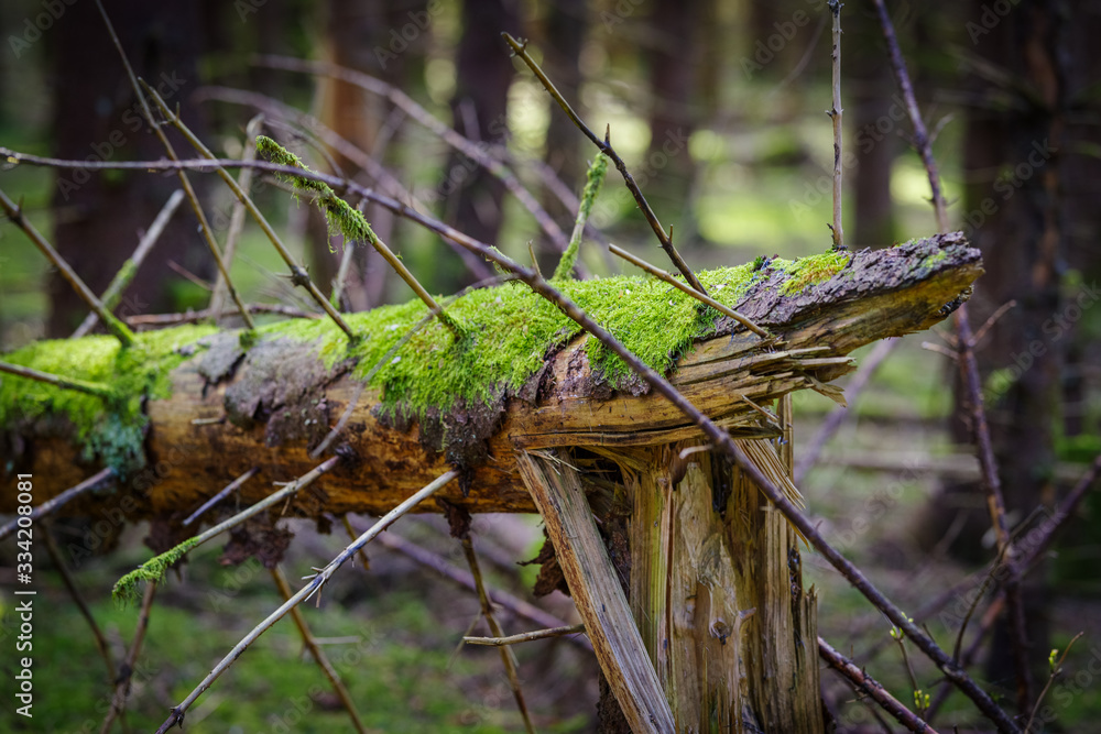Obraz premium moss on dead tree