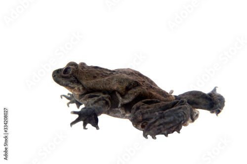 Titicaca water frog isolated on white background