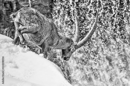 Ibex under waterfall cross the river  Capra ibex 