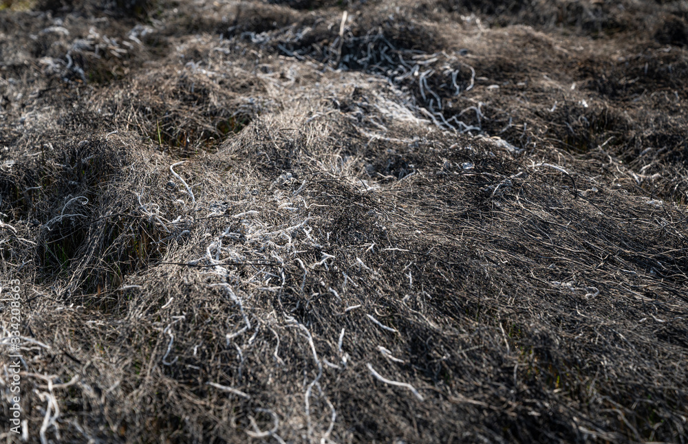 Burned grass in springtime. Ashes of the burnt grass Burned grass in springtime. Ashes of the burnt grass