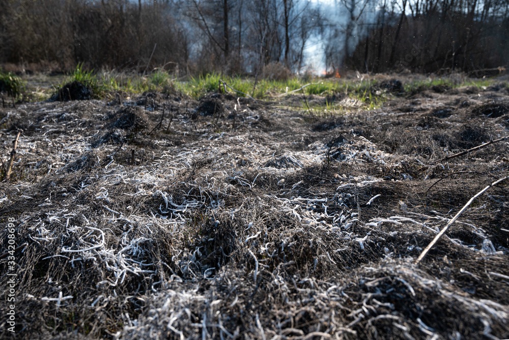 Burned grass in springtime. Ashes of the burnt grass Burned grass in springtime. Ashes of the burnt grass