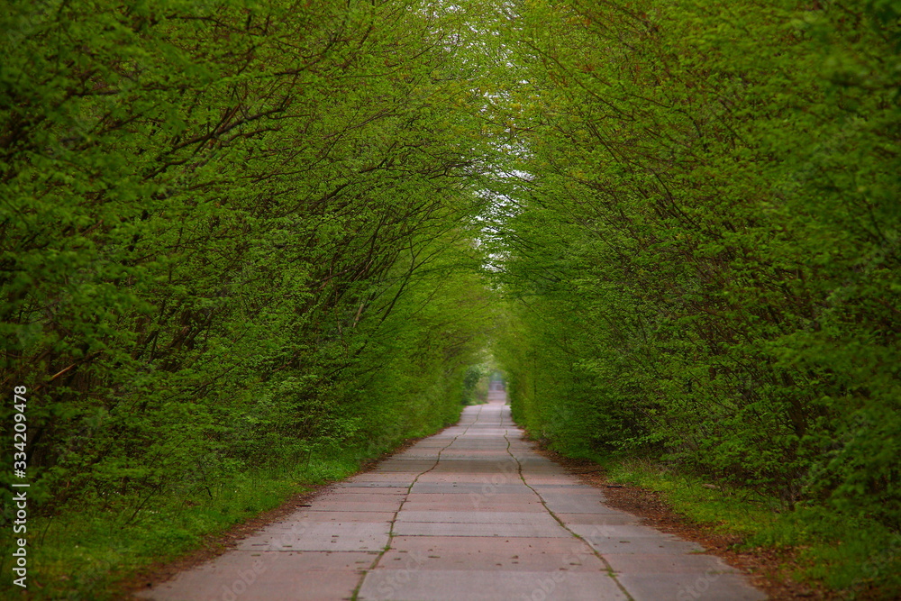 Roads that form natural tunnels. Trees hang over the road and form a picturesque tunnel.