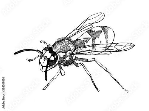 Vector sketch illustration of the wasp.Detailed hand drawn illustration of insect.
