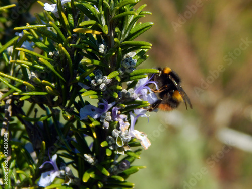 Macro close-up photograph of a sprig of Rosemary bush (Salvia rosmarinus) in Spring, visited by a Bumble Bee (genus Bombus), with shallow depth of field and focus on the Rosemary plant
