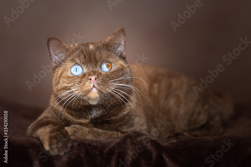 Luxus Kitten in cinnamon Tortie Split Odd eyed - Odd eyed Katze