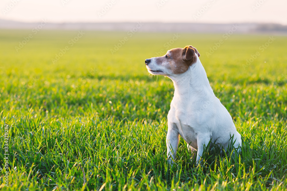 Jack russel terrier on green field. Happy Dog with serious gaze Jack russel terrier on green field. Happy Dog with serious gaze