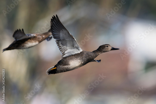 Pair of Gadwall in fly. Their Latin name are Mareca strepera.