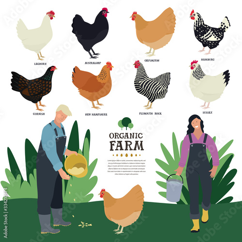Valokuvatapetti Set of eight breeds of domestic chicken Flat vector illustration of two farmers