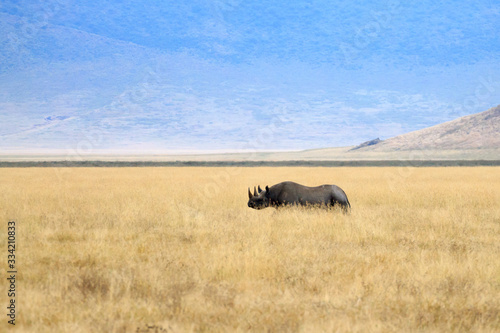 Black rhinoceros on Ngorongoro Conservation Area crater, Tanzania