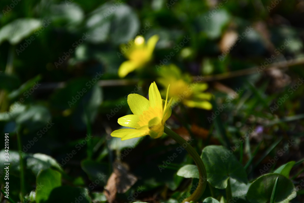 Beautiful spring flowers bloomed in the city park. Nature wakes up. Beautiful spring flowers bloomed in the city park. Nature wakes up.