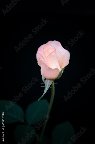 Beautiful pink rose flower with leaves on black background.