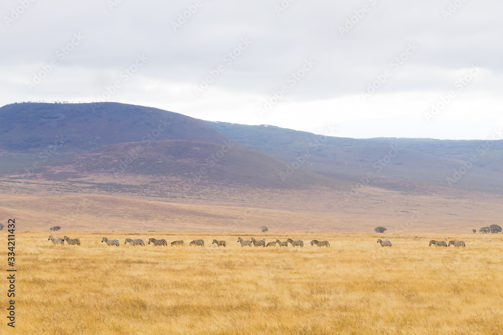 Zebras on Ngorongoro Conservation Area crater, Tanzania