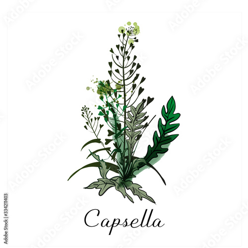 Capsella Medical herbs.