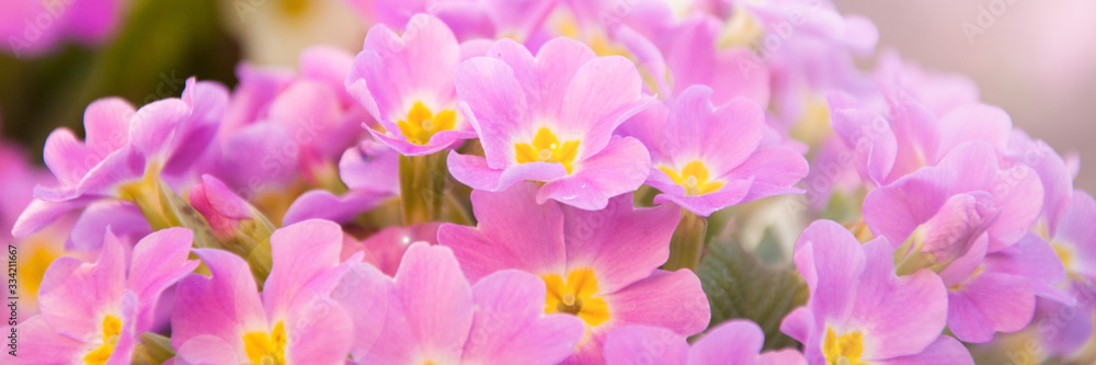Perennial primrose or primula in the spring garden Perennial primrose or primula in the spring garden