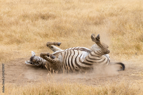 Zebra that is rolling on the ground. Ngorongoro crater  Tanzania