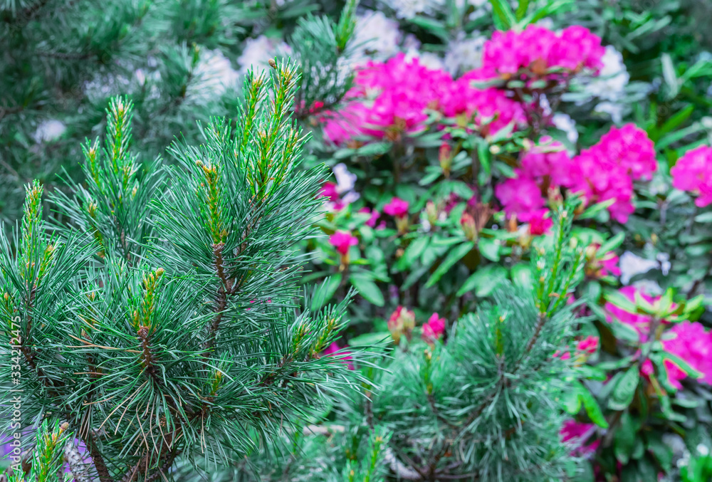 Young pine tree on a background of pink rhododendrons. Young pine tree on a background of pink rhododendrons.