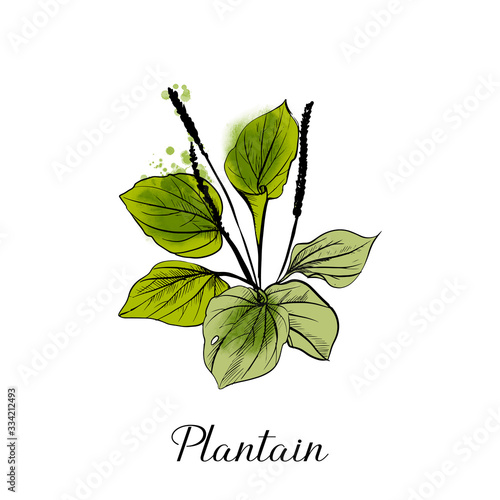 medical herbs plaintain