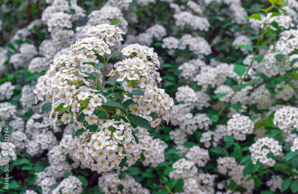 Blooming Spirea (Spiraea cantoniensis). Spirea blooms in small white flowers. Blooming Spirea (Spiraea cantoniensis). Spirea blooms in small white flowers.