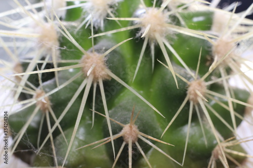 Stacheln von einem Kaktus